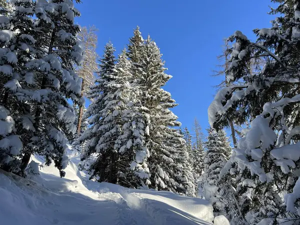 İsviçre Alplerinde tipik bir kış atmosferindeki alp ağaçlarının resimli gölgeleri ve İsviçre 'nin Grison Kantonu (Kanton Graubuenden, Schweiz)
