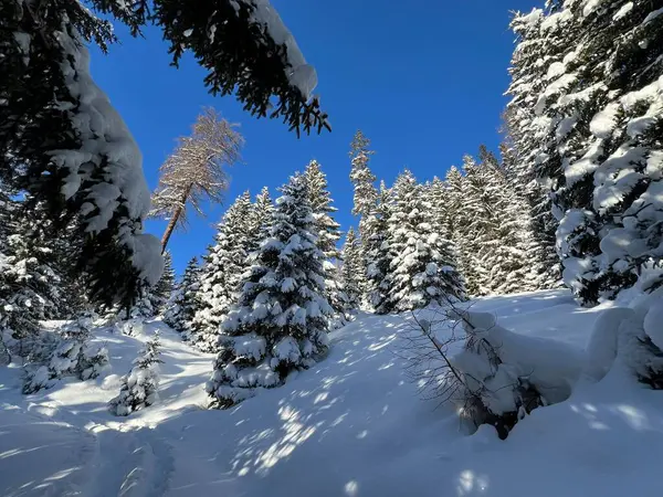 İsviçre Alplerinde tipik bir kış atmosferindeki alp ağaçlarının resimli gölgeleri ve İsviçre 'nin Grison Kantonu (Kanton Graubuenden, Schweiz)