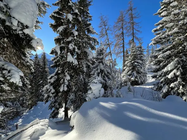 İsviçre Alplerinde tipik bir kış atmosferindeki alp ağaçlarının resimli gölgeleri ve İsviçre 'nin Grison Kantonu (Kanton Graubuenden, Schweiz)