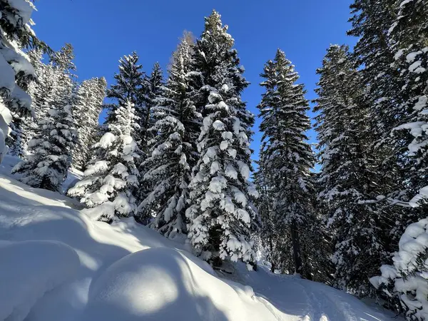 İsviçre Alplerinde tipik bir kış atmosferindeki alp ağaçlarının resimli gölgeleri ve İsviçre 'nin Grison Kantonu (Kanton Graubuenden, Schweiz)