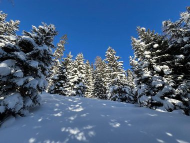 İsviçre Alplerinde tipik bir kış atmosferindeki alp ağaçlarının resimli gölgeleri ve İsviçre 'nin Grison Kantonu (Kanton Graubuenden, Schweiz)