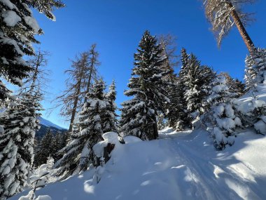 İsviçre Alplerinde tipik bir kış atmosferindeki alp ağaçlarının resimli gölgeleri ve İsviçre 'nin Grison Kantonu (Kanton Graubuenden, Schweiz)