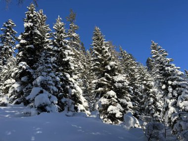 İsviçre Alplerinde tipik bir kış atmosferindeki alp ağaçlarının resimli gölgeleri ve İsviçre 'nin Grison Kantonu (Kanton Graubuenden, Schweiz)