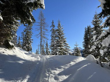 İsviçre Alplerinde tipik bir kış atmosferindeki alp ağaçlarının resimli gölgeleri ve İsviçre 'nin Grison Kantonu (Kanton Graubuenden, Schweiz)