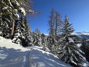 İsviçre Alplerinde tipik bir kış atmosferindeki alp ağaçlarının resimli gölgeleri ve İsviçre 'nin Grison Kantonu (Kanton Graubuenden, Schweiz)