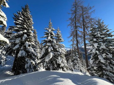 İsviçre Alplerinde tipik bir kış atmosferindeki alp ağaçlarının resimli gölgeleri ve İsviçre 'nin Grison Kantonu (Kanton Graubuenden, Schweiz)