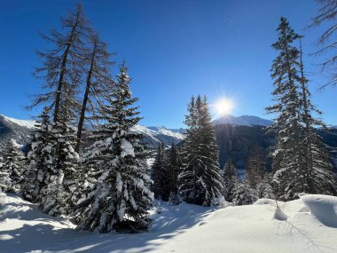 İsviçre Alplerinde tipik bir kış atmosferindeki alp ağaçlarının resimli gölgeleri ve İsviçre 'nin Grison Kantonu (Kanton Graubuenden, Schweiz)