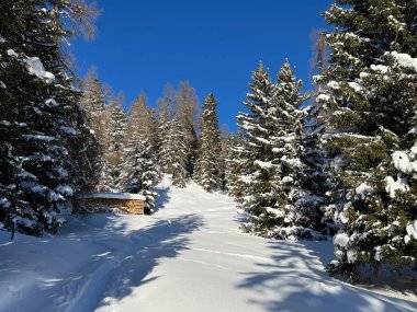 İsviçre Alplerinde tipik bir kış atmosferindeki alp ağaçlarının resimli gölgeleri ve İsviçre 'nin Grison Kantonu (Kanton Graubuenden, Schweiz)