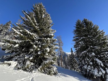 İsviçre Alplerinde tipik bir kış atmosferindeki alp ağaçlarının resimli gölgeleri ve İsviçre 'nin Grison Kantonu (Kanton Graubuenden, Schweiz)