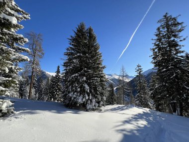 İsviçre Alplerinde tipik bir kış atmosferindeki alp ağaçlarının resimli gölgeleri ve İsviçre 'nin Grison Kantonu (Kanton Graubuenden, Schweiz)