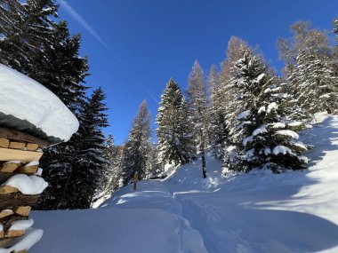 İsviçre Alplerinde tipik bir kış atmosferindeki alp ağaçlarının resimli gölgeleri ve İsviçre 'nin Grison Kantonu (Kanton Graubuenden, Schweiz)
