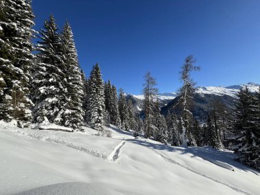 İsviçre Alplerinde tipik bir kış atmosferindeki alp ağaçlarının resimli gölgeleri ve İsviçre 'nin Grison Kantonu (Kanton Graubuenden, Schweiz)