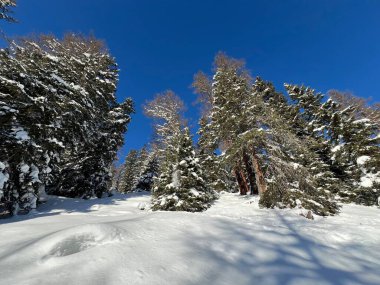 İsviçre Alplerinde tipik bir kış atmosferindeki alp ağaçlarının resimli gölgeleri ve İsviçre 'nin Grison Kantonu (Kanton Graubuenden, Schweiz)