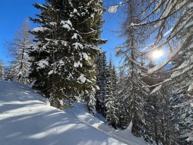 İsviçre Alplerinde tipik bir kış atmosferindeki alp ağaçlarının resimli gölgeleri ve İsviçre 'nin Grison Kantonu (Kanton Graubuenden, Schweiz)