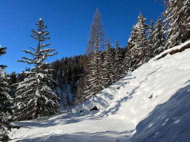 İsviçre Alplerinde tipik bir kış atmosferindeki alp ağaçlarının resimli gölgeleri ve İsviçre 'nin Grison Kantonu (Kanton Graubuenden, Schweiz)