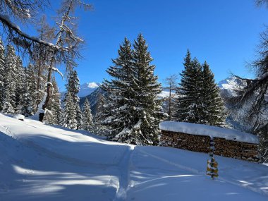 İsviçre Alplerinde tipik bir kış atmosferindeki alp ağaçlarının resimli gölgeleri ve İsviçre 'nin Grison Kantonu (Kanton Graubuenden, Schweiz)