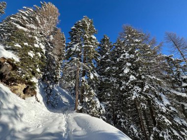 İsviçre Alplerinde tipik bir kış atmosferindeki alp ağaçlarının resimli gölgeleri ve İsviçre 'nin Grison Kantonu (Kanton Graubuenden, Schweiz)