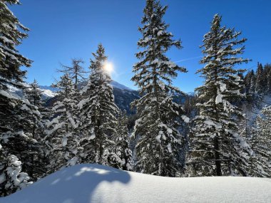 İsviçre Alplerinde tipik bir kış atmosferindeki alp ağaçlarının resimli gölgeleri ve İsviçre 'nin Grison Kantonu (Kanton Graubuenden, Schweiz)