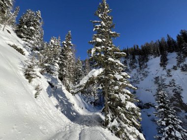 İsviçre Alplerinde tipik bir kış atmosferindeki alp ağaçlarının resimli gölgeleri ve İsviçre 'nin Grison Kantonu (Kanton Graubuenden, Schweiz)
