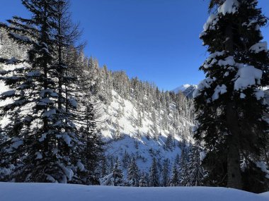 İsviçre Alplerinde tipik bir kış atmosferindeki alp ağaçlarının resimli gölgeleri ve İsviçre 'nin Grison Kantonu (Kanton Graubuenden, Schweiz)