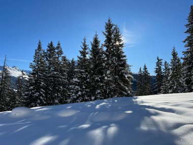 İsviçre Alplerinde tipik bir kış atmosferindeki alp ağaçlarının resimli gölgeleri ve İsviçre 'nin Grison Kantonu (Kanton Graubuenden, Schweiz)