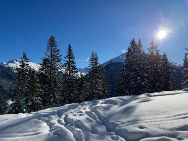 İsviçre Alplerinde tipik bir kış atmosferindeki alp ağaçlarının resimli gölgeleri ve İsviçre 'nin Grison Kantonu (Kanton Graubuenden, Schweiz)