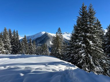 İsviçre Alplerinde tipik bir kış atmosferindeki alp ağaçlarının resimli gölgeleri ve İsviçre 'nin Grison Kantonu (Kanton Graubuenden, Schweiz)