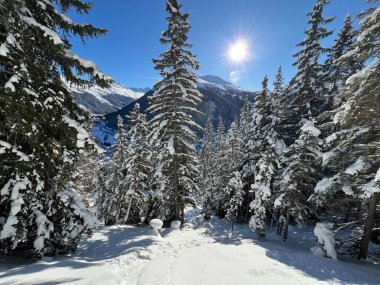 İsviçre Alplerinde tipik bir kış atmosferindeki alp ağaçlarının resimli gölgeleri ve İsviçre 'nin Grison Kantonu (Kanton Graubuenden, Schweiz)