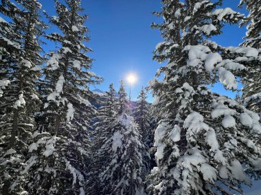 İsviçre Alplerinde tipik bir kış atmosferindeki alp ağaçlarının resimli gölgeleri ve İsviçre 'nin Grison Kantonu (Kanton Graubuenden, Schweiz)