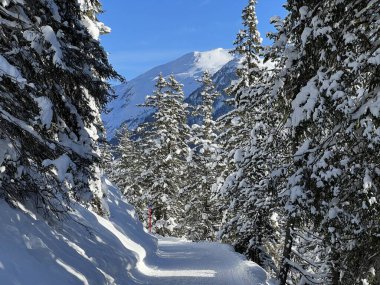 İsviçre Alplerinde tipik bir kış atmosferindeki alp ağaçlarının resimli gölgeleri ve İsviçre 'nin Grison Kantonu (Kanton Graubuenden, Schweiz)
