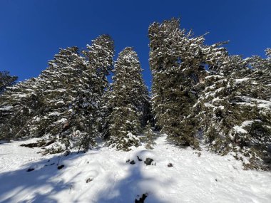 İsviçre Alplerinde tipik bir kış atmosferindeki alp ağaçlarının resimli gölgeleri ve İsviçre 'nin Grison Kantonu (Kanton Graubuenden, Schweiz)