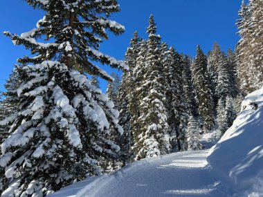 İsviçre Alplerinde tipik bir kış atmosferindeki alp ağaçlarının resimli gölgeleri ve İsviçre 'nin Grison Kantonu (Kanton Graubuenden, Schweiz)