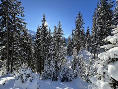İsviçre Alplerinde tipik bir kış atmosferindeki alp ağaçlarının resimli gölgeleri ve İsviçre 'nin Grison Kantonu (Kanton Graubuenden, Schweiz)