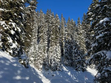 İsviçre Alplerinde tipik bir kış atmosferindeki alp ağaçlarının resimli gölgeleri ve İsviçre 'nin Grison Kantonu (Kanton Graubuenden, Schweiz)