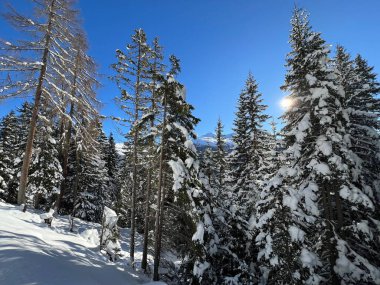 İsviçre Alplerinde tipik bir kış atmosferindeki alp ağaçlarının resimli gölgeleri ve İsviçre 'nin Grison Kantonu (Kanton Graubuenden, Schweiz)