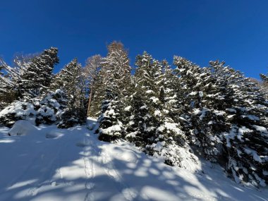 İsviçre Alplerinde tipik bir kış atmosferindeki alp ağaçlarının resimli gölgeleri ve İsviçre 'nin Grison Kantonu (Kanton Graubuenden, Schweiz)
