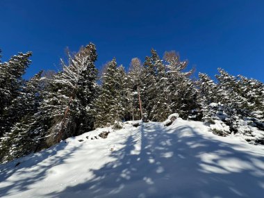 Picturesque canopies of alpine trees in a typical winter atmosphere in the Swiss Alps and over the tourist resort of Davos - Canton of Grisons, Switzerland (Kanton Graubuenden, Schweiz)