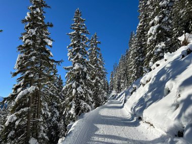 İsviçre 'nin Grisons Kantonu (Kanton Graubuenden, Schweiz) adlı İsviçre Alpleri' ndeki Davos tatil beldesinde yürüyüş, yürüyüş, yürüyüş, spor ve dinlenme için mükemmel düzenlenmiş kış patikaları.)