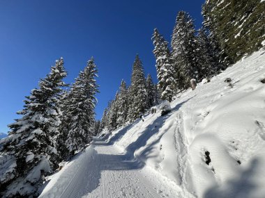 İsviçre 'nin Grisons Kantonu (Kanton Graubuenden, Schweiz) adlı İsviçre Alpleri' ndeki Davos tatil beldesinde yürüyüş, yürüyüş, yürüyüş, spor ve dinlenme için mükemmel düzenlenmiş kış patikaları.)