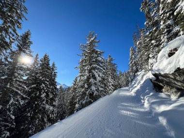 İsviçre 'nin Grisons Kantonu (Kanton Graubuenden, Schweiz) adlı İsviçre Alpleri' ndeki Davos tatil beldesinde yürüyüş, yürüyüş, yürüyüş, spor ve dinlenme için mükemmel düzenlenmiş kış patikaları.)