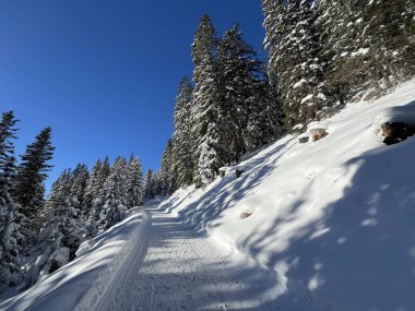 İsviçre 'nin Grisons Kantonu (Kanton Graubuenden, Schweiz) adlı İsviçre Alpleri' ndeki Davos tatil beldesinde yürüyüş, yürüyüş, yürüyüş, spor ve dinlenme için mükemmel düzenlenmiş kış patikaları.)