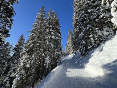 İsviçre 'nin Grisons Kantonu (Kanton Graubuenden, Schweiz) adlı İsviçre Alpleri' ndeki Davos tatil beldesinde yürüyüş, yürüyüş, yürüyüş, spor ve dinlenme için mükemmel düzenlenmiş kış patikaları.)