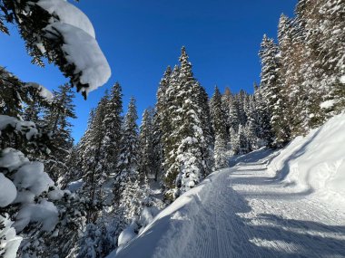 İsviçre 'nin Grisons Kantonu (Kanton Graubuenden, Schweiz) adlı İsviçre Alpleri' ndeki Davos tatil beldesinde yürüyüş, yürüyüş, yürüyüş, spor ve dinlenme için mükemmel düzenlenmiş kış patikaları.)