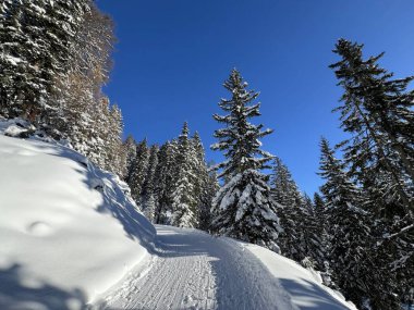 İsviçre 'nin Grisons Kantonu (Kanton Graubuenden, Schweiz) adlı İsviçre Alpleri' ndeki Davos tatil beldesinde yürüyüş, yürüyüş, yürüyüş, spor ve dinlenme için mükemmel düzenlenmiş kış patikaları.)