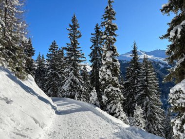 İsviçre 'nin Grisons Kantonu (Kanton Graubuenden, Schweiz) adlı İsviçre Alpleri' ndeki Davos tatil beldesinde yürüyüş, yürüyüş, yürüyüş, spor ve dinlenme için mükemmel düzenlenmiş kış patikaları.)
