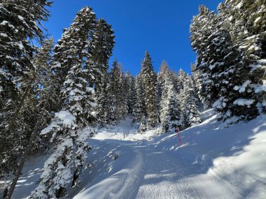 İsviçre 'nin Grisons Kantonu (Kanton Graubuenden, Schweiz) adlı İsviçre Alpleri' ndeki Davos tatil beldesinde yürüyüş, yürüyüş, yürüyüş, spor ve dinlenme için mükemmel düzenlenmiş kış patikaları.)