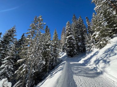 İsviçre 'nin Grisons Kantonu (Kanton Graubuenden, Schweiz) adlı İsviçre Alpleri' ndeki Davos tatil beldesinde yürüyüş, yürüyüş, yürüyüş, spor ve dinlenme için mükemmel düzenlenmiş kış patikaları.)