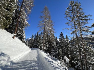 İsviçre 'nin Grisons Kantonu (Kanton Graubuenden, Schweiz) adlı İsviçre Alpleri' ndeki Davos tatil beldesinde yürüyüş, yürüyüş, yürüyüş, spor ve dinlenme için mükemmel düzenlenmiş kış patikaları.)