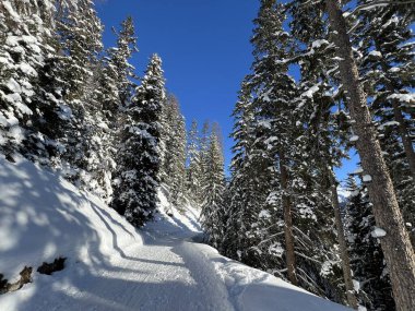 İsviçre 'nin Grisons Kantonu (Kanton Graubuenden, Schweiz) adlı İsviçre Alpleri' ndeki Davos tatil beldesinde yürüyüş, yürüyüş, yürüyüş, spor ve dinlenme için mükemmel düzenlenmiş kış patikaları.)