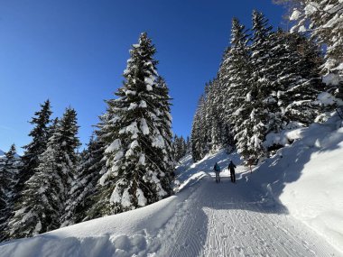 İsviçre 'nin Grisons Kantonu (Kanton Graubuenden, Schweiz) adlı İsviçre Alpleri' ndeki Davos tatil beldesinde yürüyüş, yürüyüş, yürüyüş, spor ve dinlenme için mükemmel düzenlenmiş kış patikaları.)